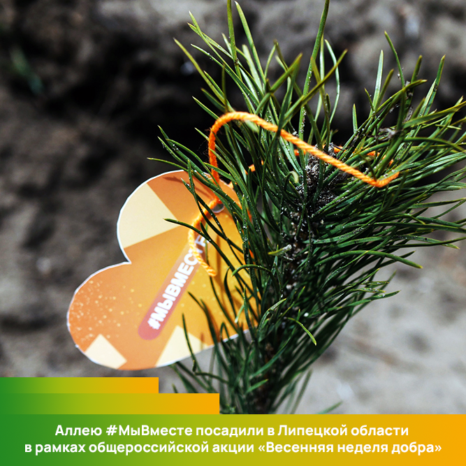 Аллею #МыВместе посадили в Липецкой области Аллею #МыВместе посадили в Липецкой области
